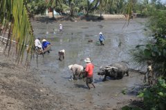 32-Plowing and cleaning a fish pond